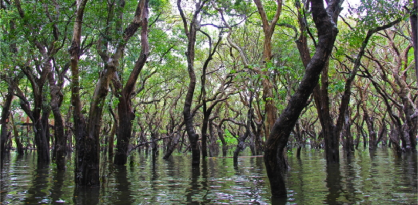 mangrove1200x600 mangrove1200x600
