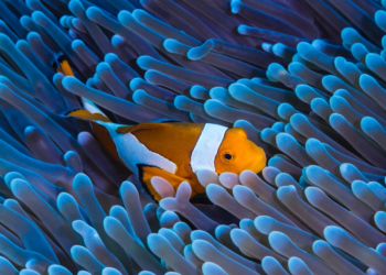 Online conference: Sustainable Financing of the Blue Economy