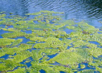 Integration of COPERNICUS Satellite and Large Scale Model Data into Localized High Resolution Sea & Coastal  Modelling