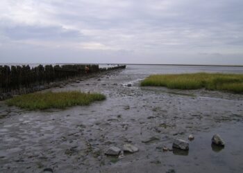 Forelands for flood risk management
