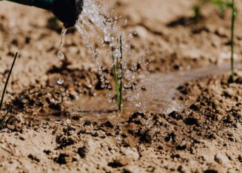 OWASIS: up-to-date information on soil moisture assists operational water managers