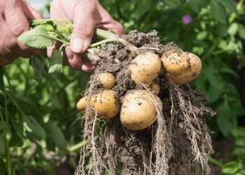 Toward sustainable potato cultivation with drought