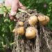 Toward sustainable potato cultivation with drought