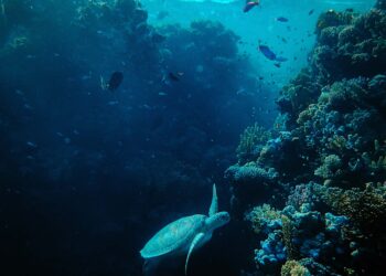 Can bodies of water with many submerged aquatic plants capture CO2 from the atmosphere?