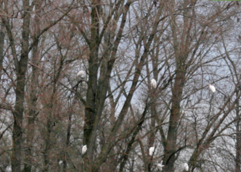 The role of bird manure in the nutrient balance of surface waters