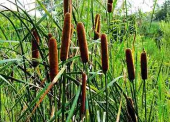 Wet agriculture in stream valleys: opportunity to link nature and agriculture