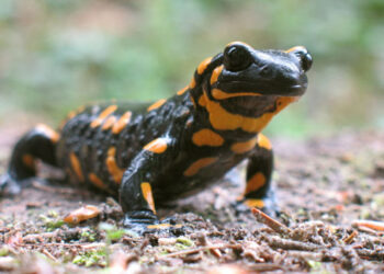 Invasive fungus threatens Dutch salamander with extinction