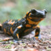 Invasive fungus threatens Dutch salamander with extinction