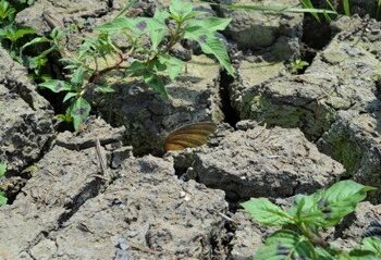 Can Dutch water boards learn to cope better with drought by looking at other countries?