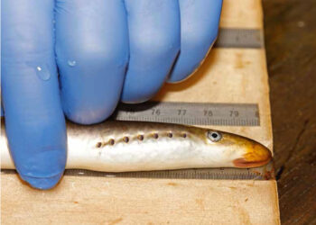 Migration pathways and bottlenecks for river lamprey in the Grift – a study on fish migration
